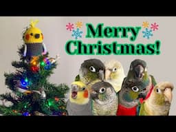 Merry Christmas from BirdNerd HQ - Festive Traditions, Parrot Gifts & Thank You | BirdNerdSophie AD