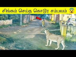 புலி சிங்கம் இப்படி பட்ட ஒரு விலங்கா | விலங்குகள் செய்த அதிர்ச்சியான சம்பவம் 🐅