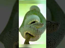 Photographing a Viper in the Amazon #wildlifephotography  #reptiles