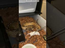 Freeway ball python eating!