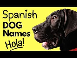 Spanish Dog Names That Will Make You Fall in Love - You’ll Want Another Puppy Just to Use Them!