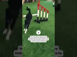 3 signs you should learn more distance skills for dog agility