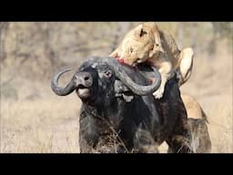 Unstoppable Buffalo Defeats Lion in Epic Clash