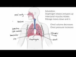 AQA GCSE - B4.5 Respiratory system OVERVIEW