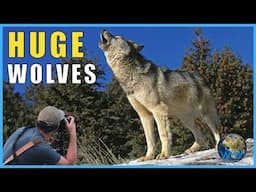 How Big Do Wolves Get?