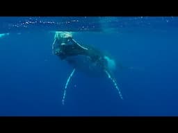 Humpback mother lifts her newborn baby to the surface to breathe