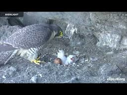 Anacapa Peregrine Falcon - Channel Islands National Park | Highlights 2024