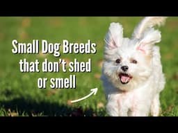 The Best Small Dog Breeds That Don't Shed OR Smell!