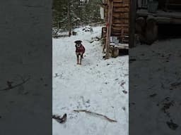 Snow Covered Cabin With Mans Best Friend