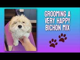 Grooming A Very Happy Dog ~ Grooming A Bichon Mix ~