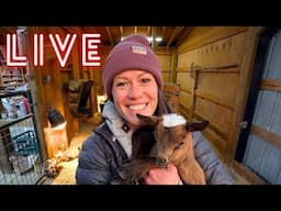 LIVE From the Goat Barn! | This is probably a bad idea