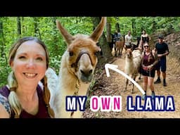 Hiking with Llamas in the Smoky Mountains  🦙 (Cosby, TN)