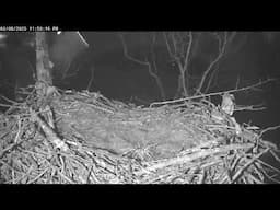 Live! From the NCTC Eagle Nest - Camera 1