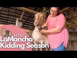 12 Days to Kidding Season! Pregnant Goat Check-In (& Feeling Babies) | Dairy Goat VLOG