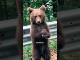 The Bear Who Predicts the Weather in Romania