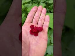 Thimbleberry Foraging 🌿(2 of 4) #foraging #thimbleberry #wildedibles