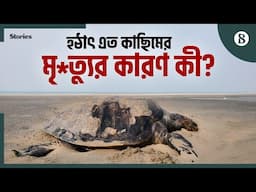 কক্সবাজার সৈকত থেকে ৮৪টি মৃত মা কাছিম উদ্ধার | Cox's Bazar News | Turtles | The Business Standard