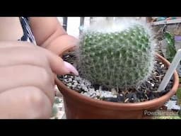 COMECEI TROCAR AS PEDRINHAS DOS VASOS morenaflor e cactos 🌵