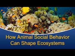 Marine Biology at Home 12: How animal social behavior shapes ecosystems