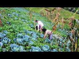 Living Organically, Morning Pastoral Life Nepali Village || Cabbage Harvesting