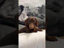 What’s better than one Dachshund?