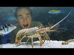 Raising a Grocery Store Spiny Lobster as a Pet