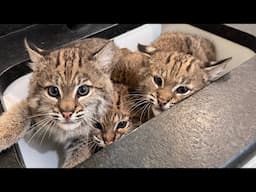 We’re So Back. (3 More Bobcats)