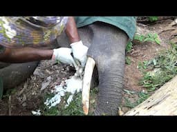 Young Tusker suffering with an Abscess Popped in the Mouth, gets treated by wildlife officers