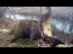 Buzzards, Otters and Beavers at Sculthorpe Moor