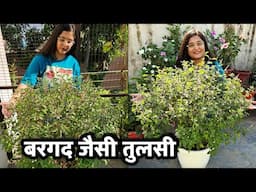 🔴TULSI तुलसी का पौधा घना और स्वस्थ कैसे बनाएं/TULSI HEALTHY FOR YEARS LIKE BARGAD #tulsiplant #tulsi