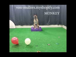 Monkey slingshot dog