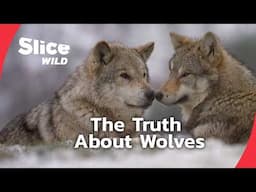 Wolves in the Wild: Myths, Legends & Reality | SLICE WILD | FULL DOC