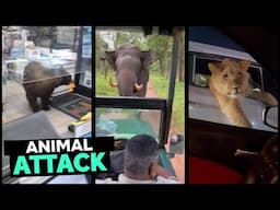 Animal Attacks On Humans 2024 Part 2