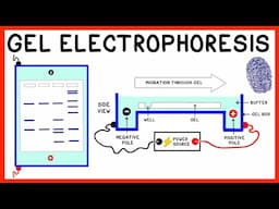 Gel Electrophoresis and DNA Fingerprinting Explained