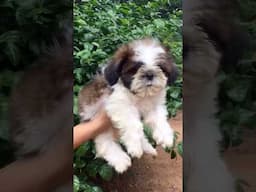 පුලුන් පුරවපු බොනිකකෙක් නේද මේ 🥰🥰🐶                                       #shorts #shihtzu #pets