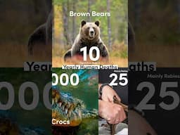 Interesting Study on Brown Bear Attacks