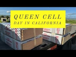 Queen Cell Day in California 🐝