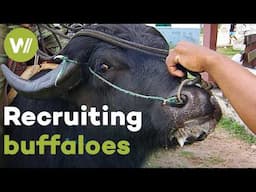 On this Amazonian island, the police ride buffaloes on patrol