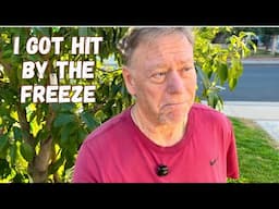 Avocado Tree Freeze Tolerance by Variety - I Got Hit by Winters First Freeze!