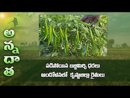 Downfall of bajji mirchi - krishna dt., farmers at loss | ETV