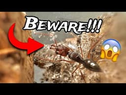 Meet The Ant With the Most Powerful Bite In The Entire Insect Kingdom!! (Odontomachus)