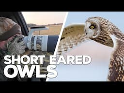 Photographing Short Eared Owls | PERSISTENCE Pays Off!