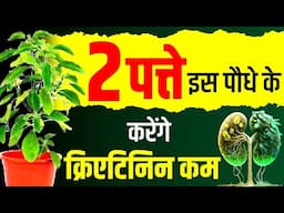 2 पत्ते इस पौधे के करेंगे क्रिएटिनिन कम | Best Plant for kidney | Karma Ayurveda