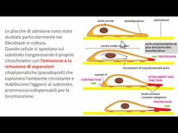 Giunzioni aderenti: placche di adesione