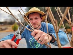 Late Winter Pruning: The Ultimate Guide You Can’t Miss!