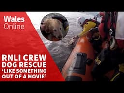 RNLI crew’s dog rescue ‘like something out of a movie’