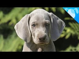 Weimaraner Facts