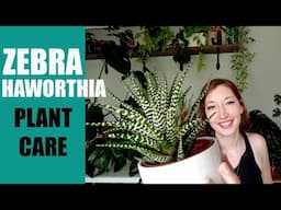 ZEBRA HAWORTHIA PLANT CARE! - How to care for a Zebra Haworthia succulent / Haworthiopsis attenuata