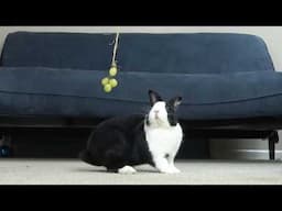 Rabbit vs grapes on a string