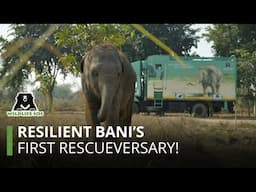 Resilient Bani's first rescueversary with Wildlife SOS.